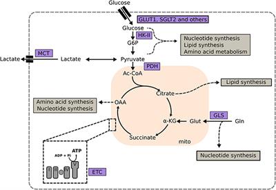 Actionable Metabolic Pathways in Heart Failure and Cancer—Lessons From Cancer Cell Metabolism